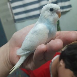 Meet your Posher, Diana